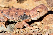 Gibber Earless Dragon (Tympanocryptis intima)